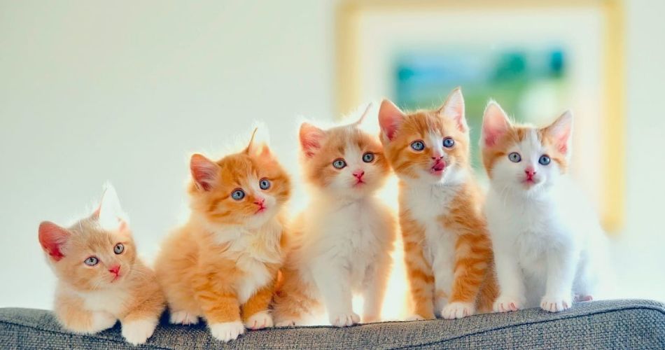 Cute Kittens
