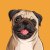 National Pug Day Icon