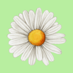 National Daisy Day
