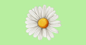 National Daisy Day