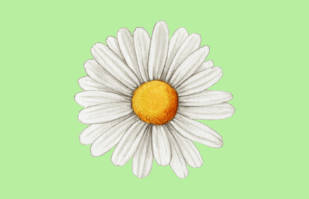 National Daisy Day