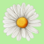 National Daisy Day Icon