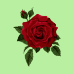 Rose Day