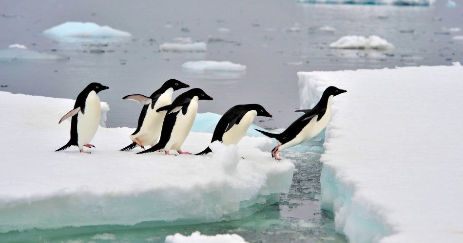 Adelie penguins
