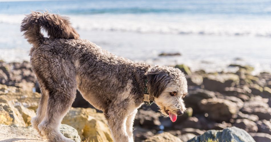 Aussiedoodle