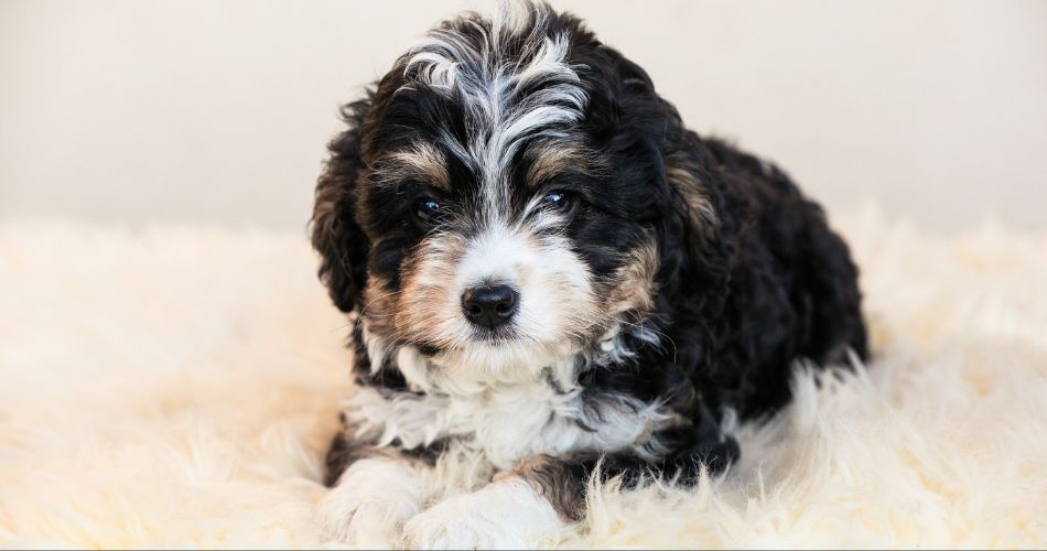 Bernedoodle