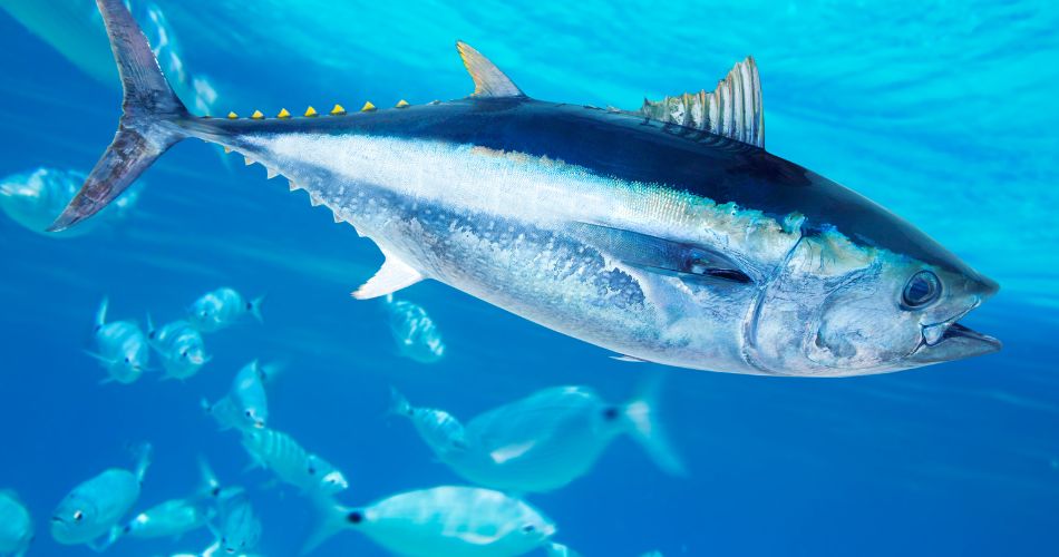 Bluefin Tuna Thunnus Thynnus Saltwater Fish