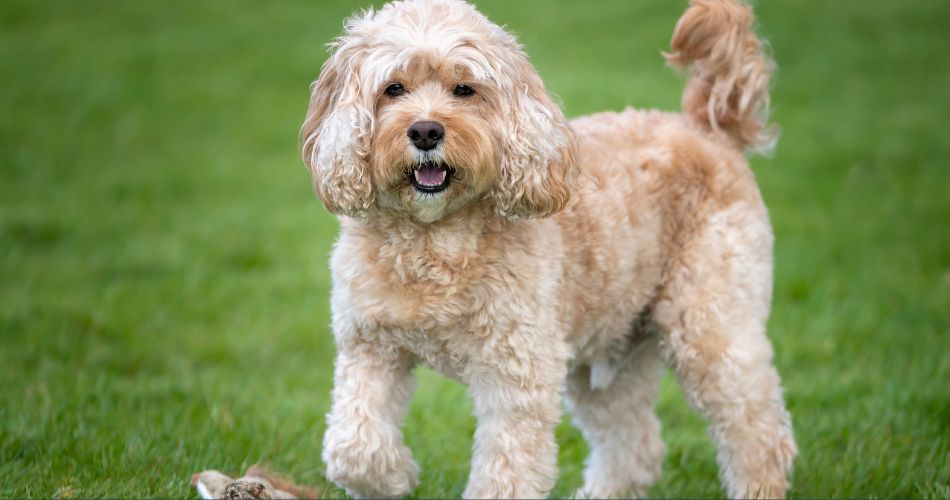 Cavapoo