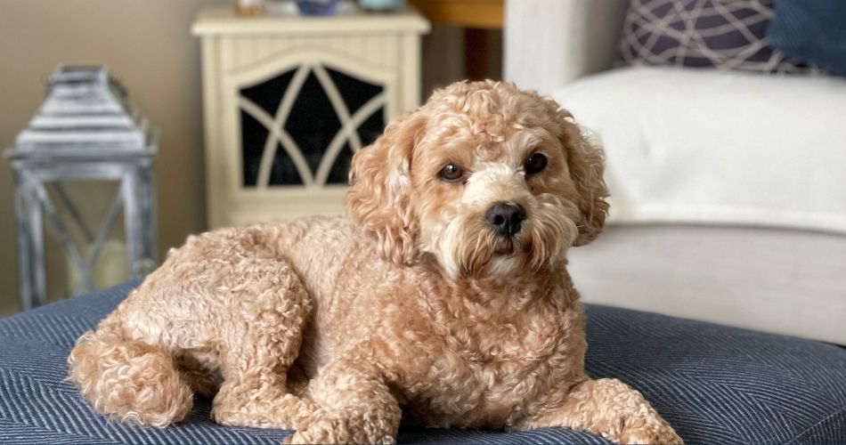 Cockapoo
