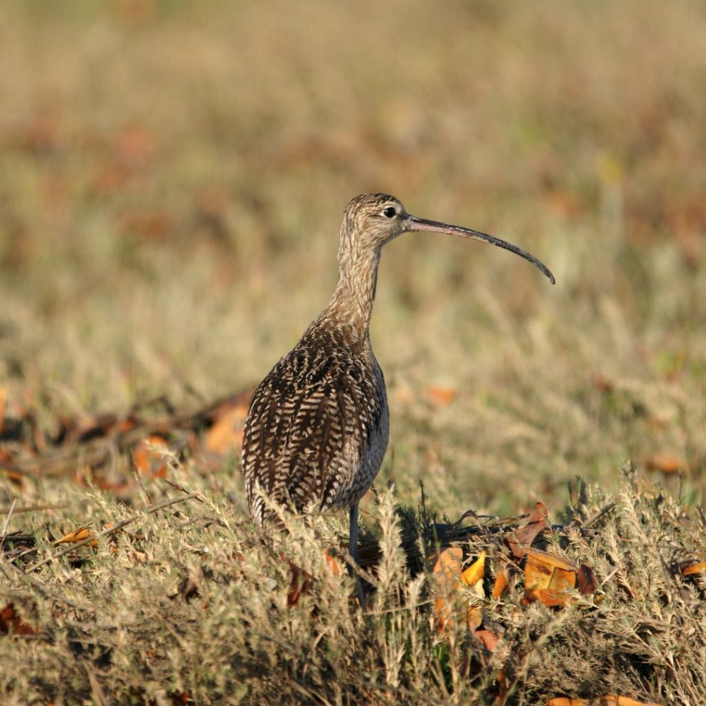Curlew