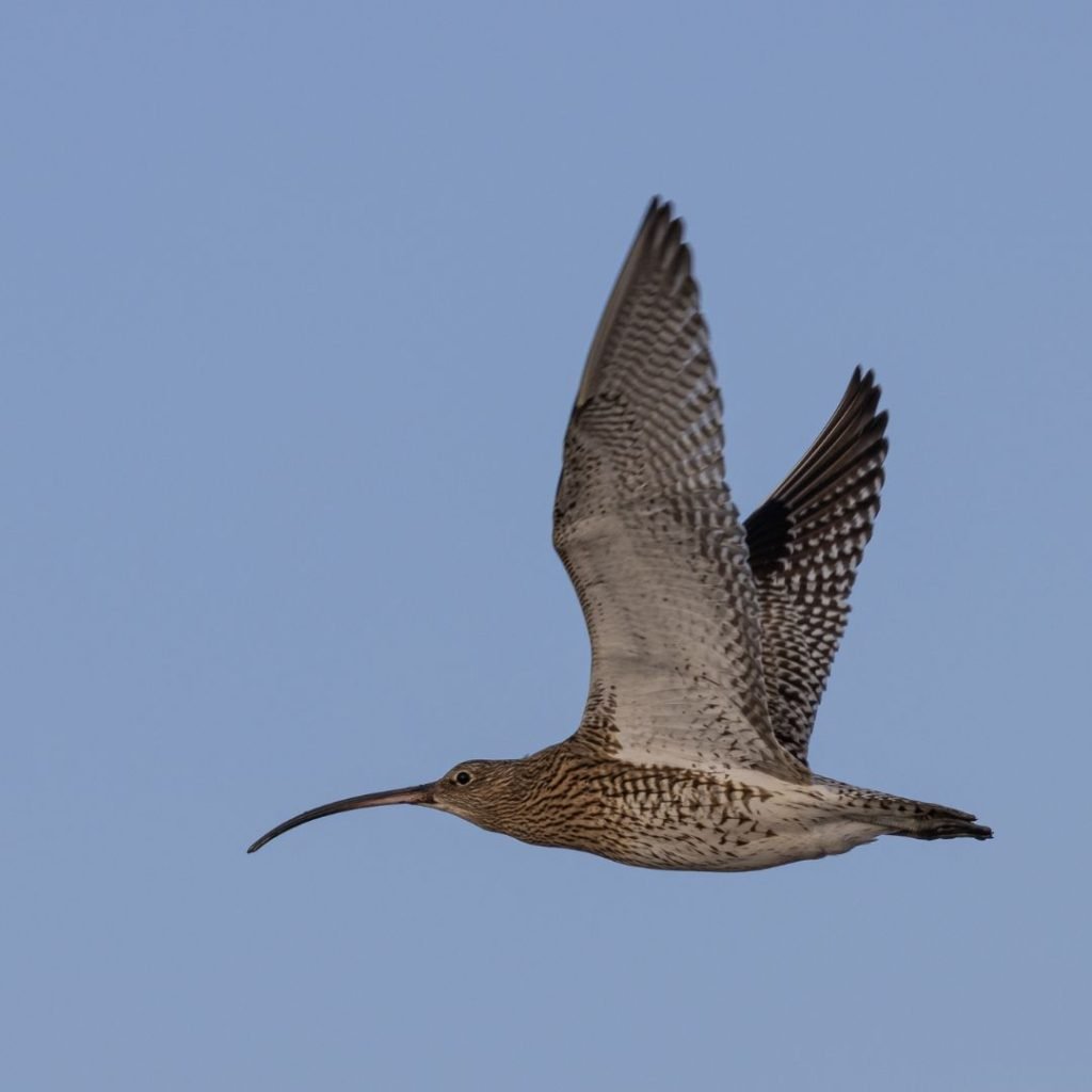 Curlew flying