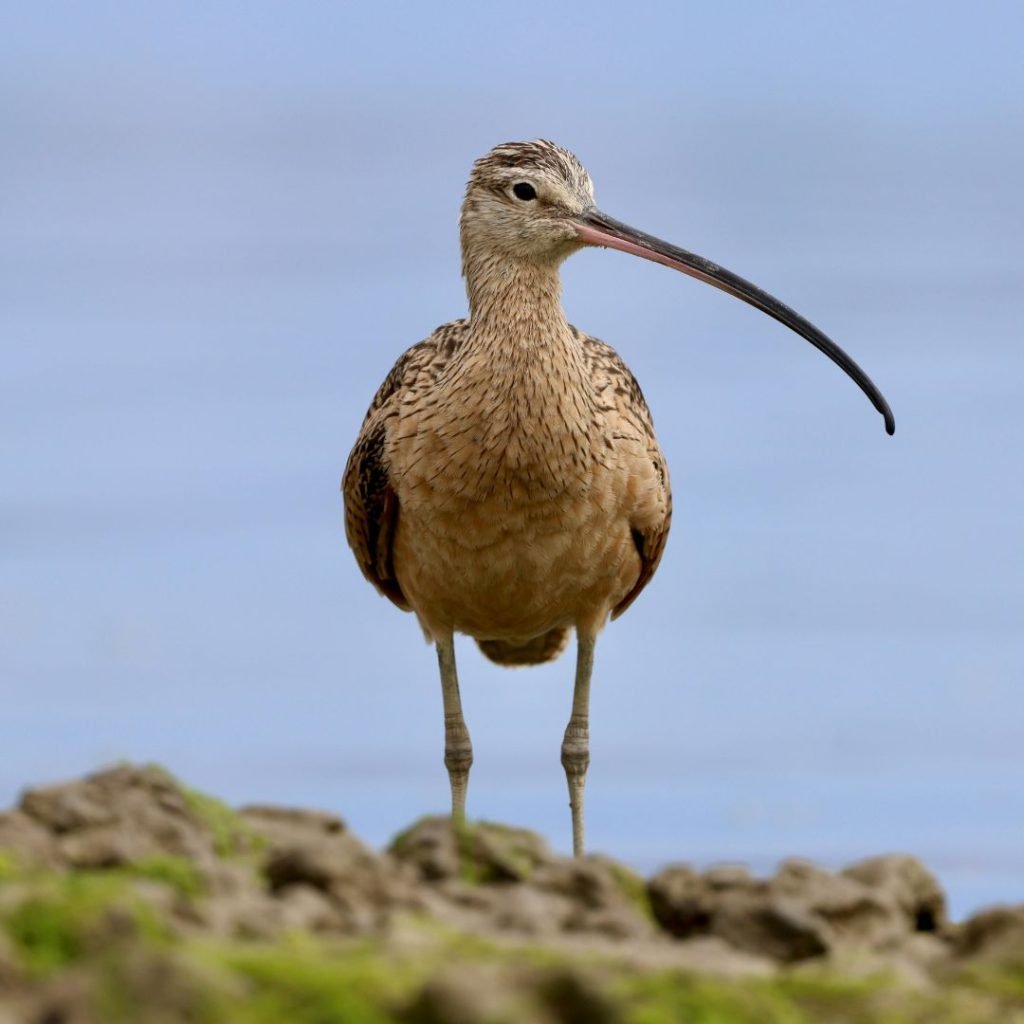 Eastern curlew