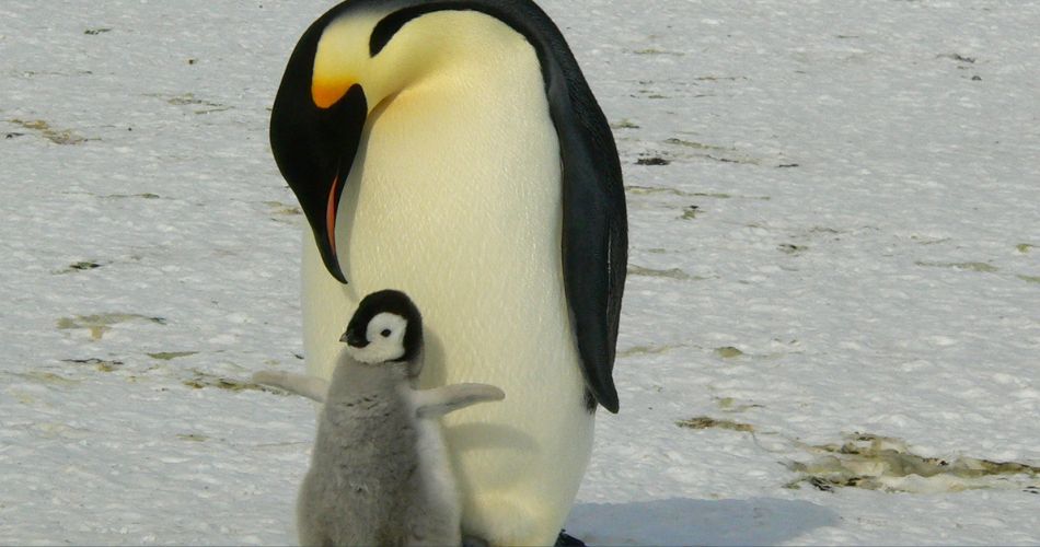 Emperor Penguins