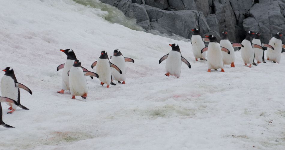 Gentoo Penguins 