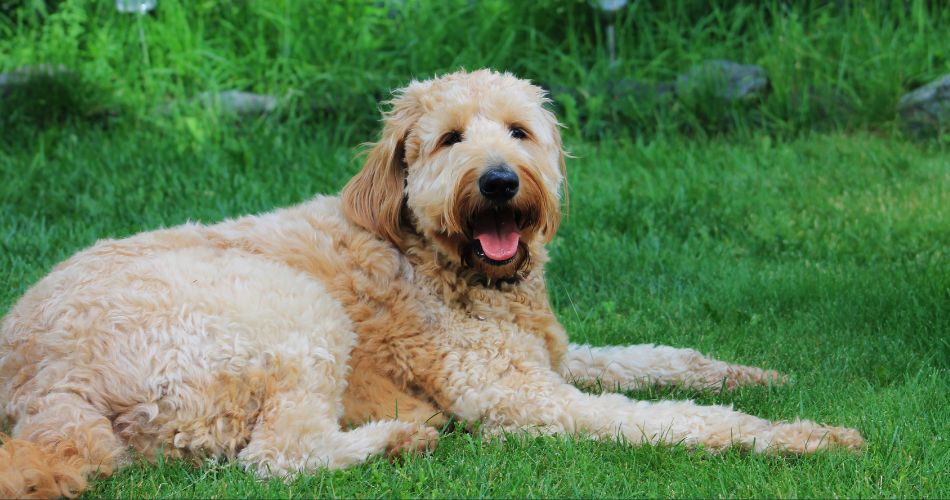 Goldendoodle 2