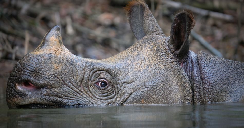 Javan rhino