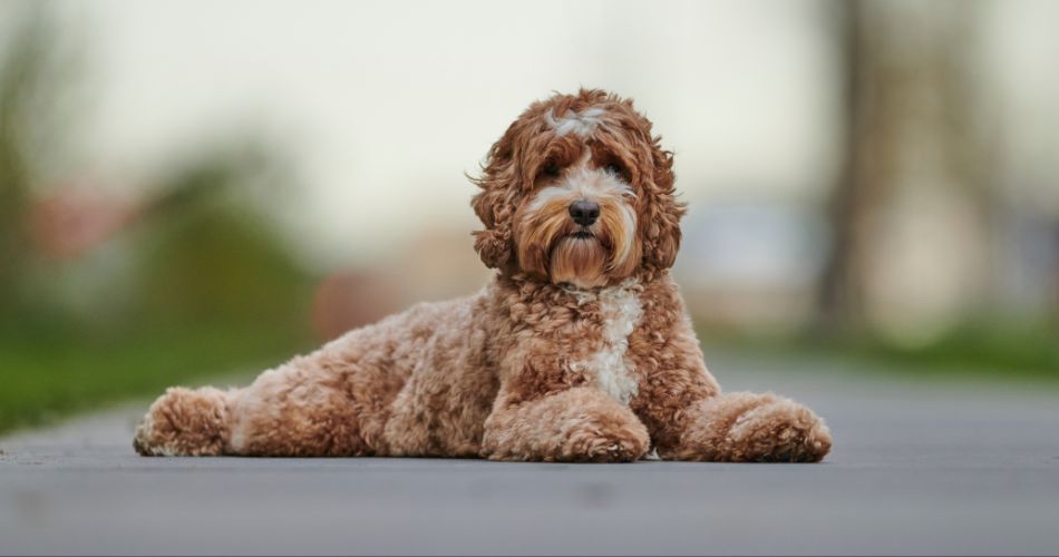 Labradoodle