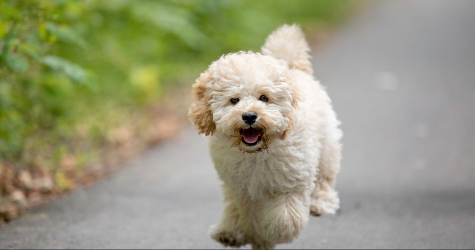 Maltipoo