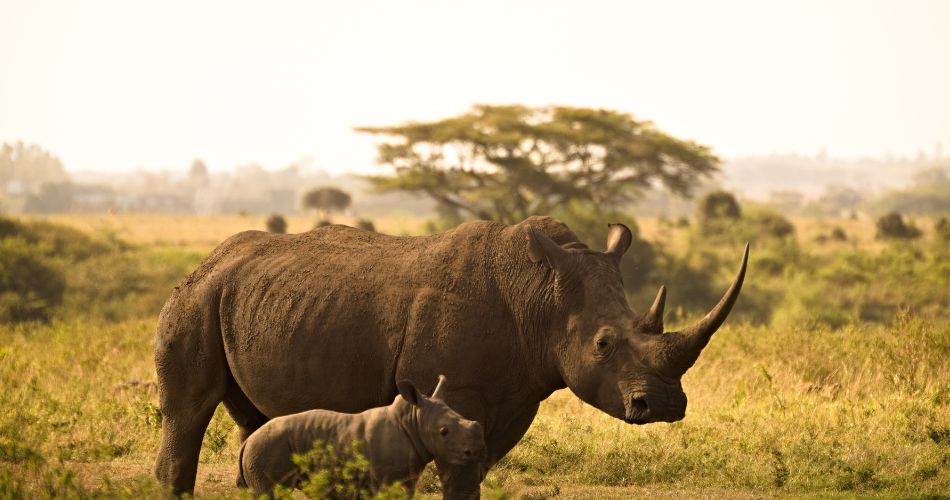 Mother Rhino with calf