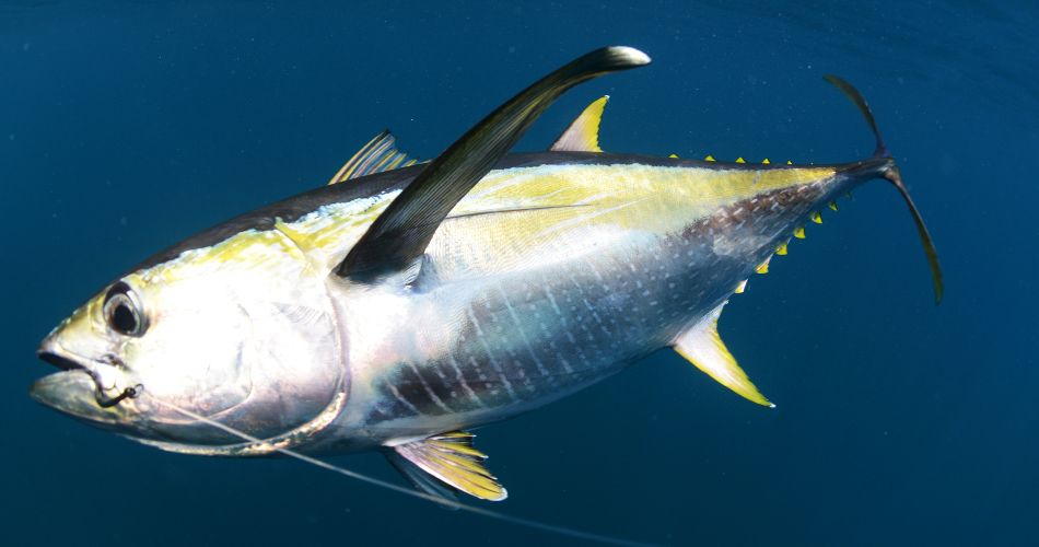 Ooked Yellow Fin Tuna Fish Underwater