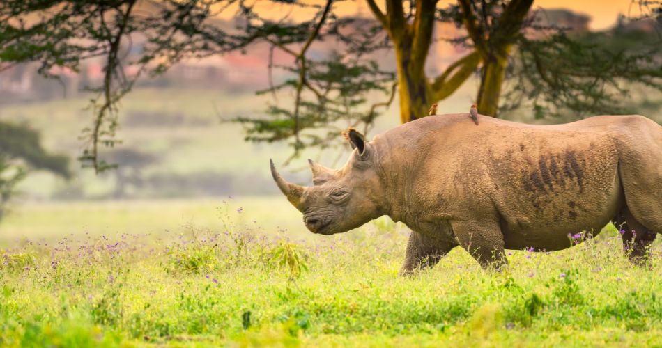 Rhinoceros in the Wild