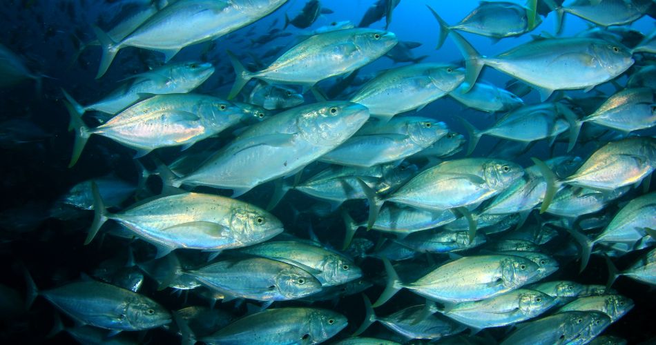 Tuna fish