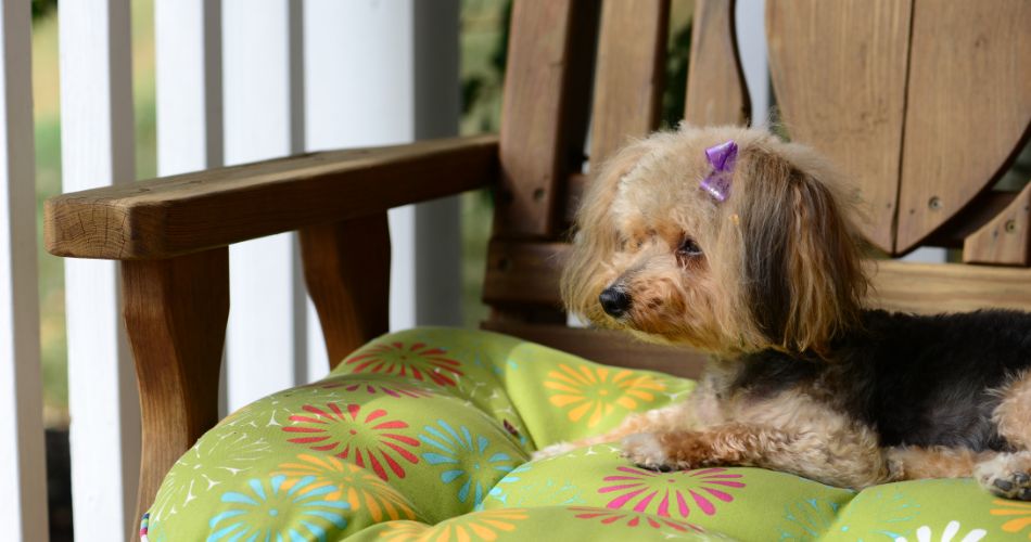 Yorkipoo