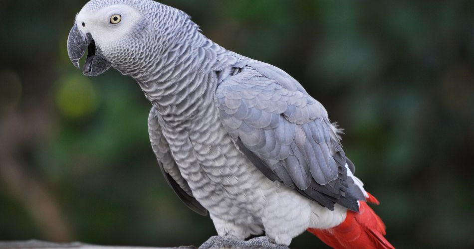 African Grey Parrot