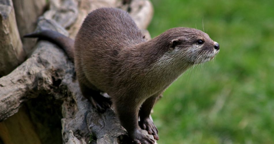 Assian Otter on a Tree