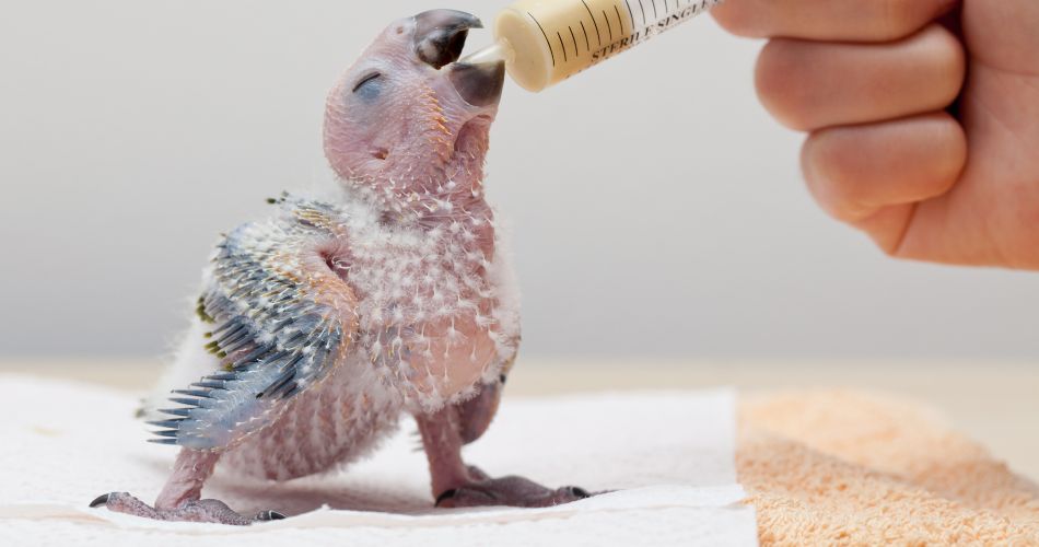Baby parrot hand feeding
