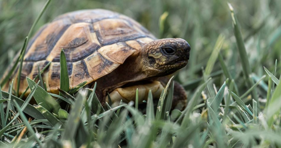 Brown and Black Turtle