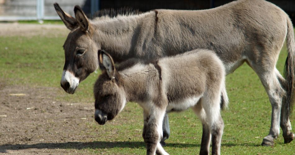 Donkey baby