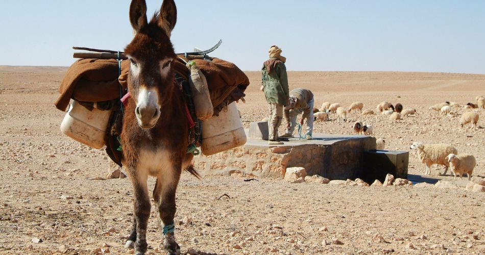 Donkey in the Sahara