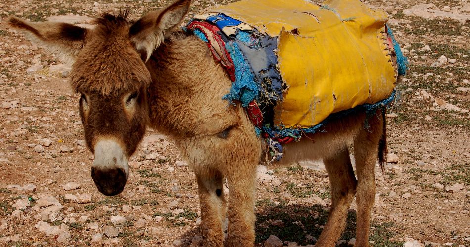 Donkey