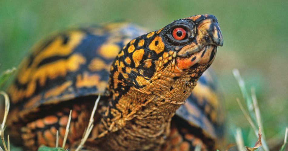 Eastern Box Turtle
