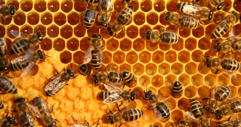 Fun Bee Facts