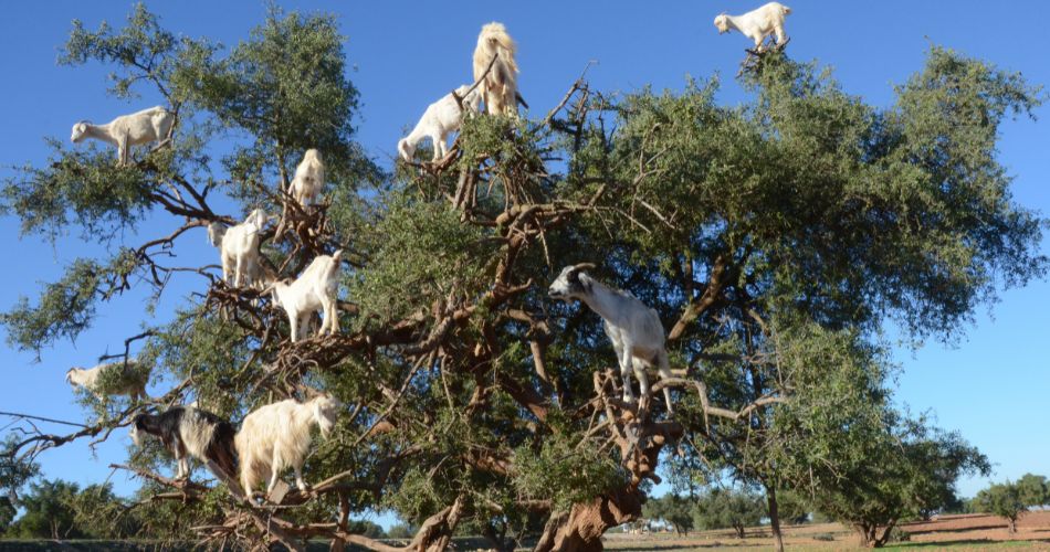 Goats on argan tree