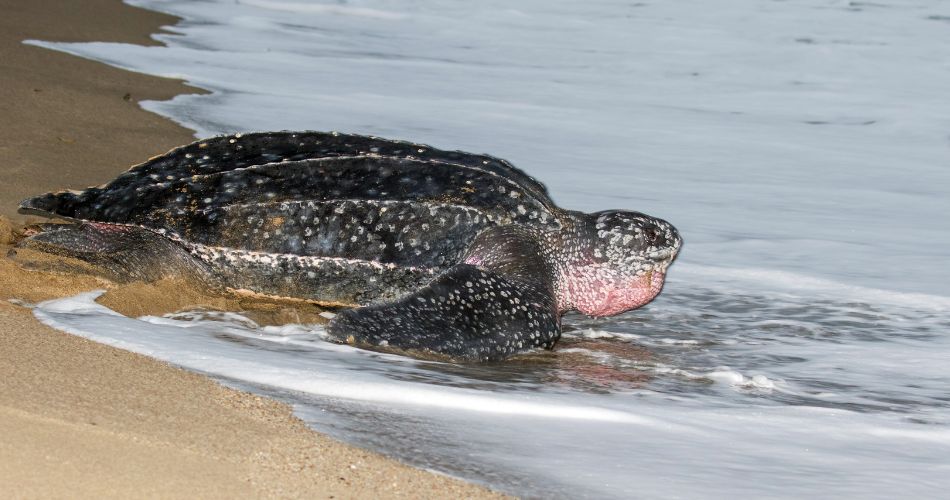 Leatherback sea turtle