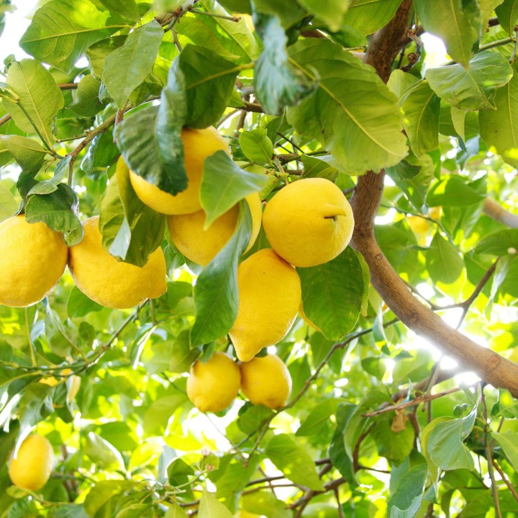 Lemon tree