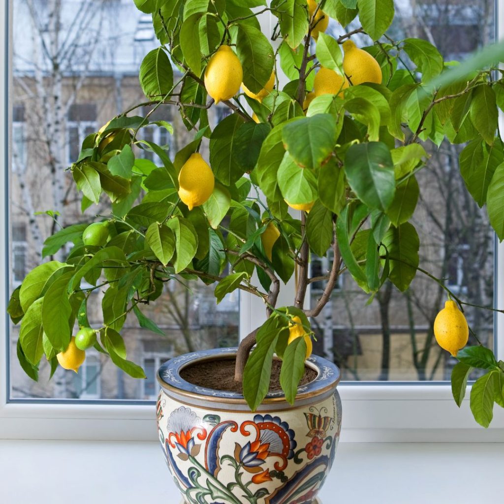 Lemon tree at home