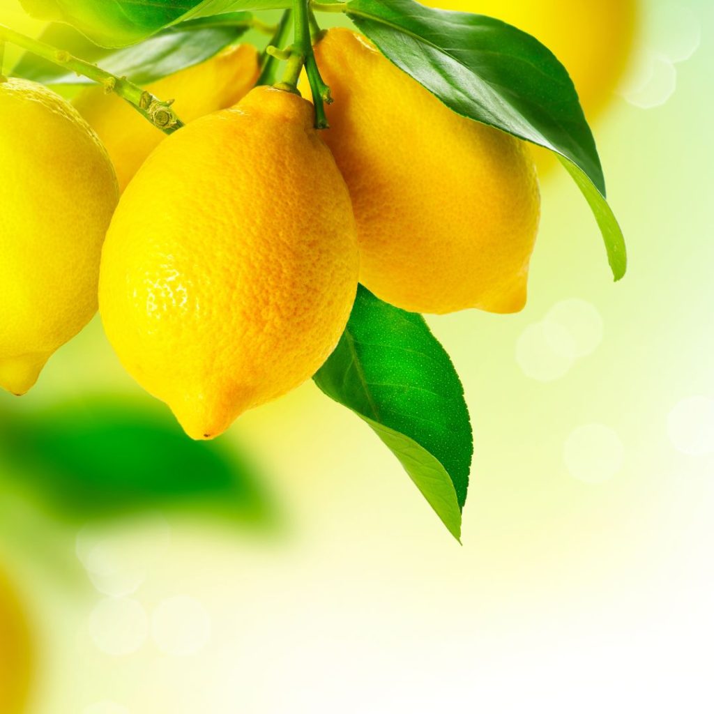  fruits of the lemon tree