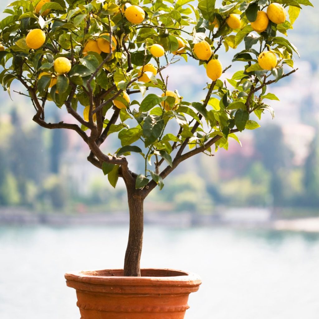 Lemon tree in a flowerpot