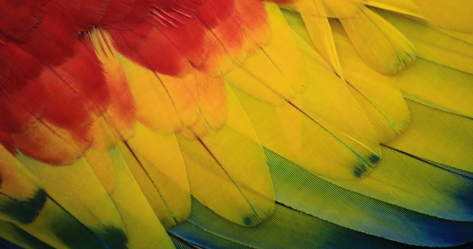 Macaw Parrot Feathers Detail