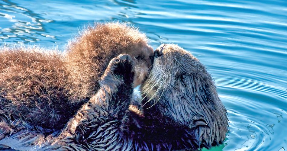 Mother sea otter with baby.