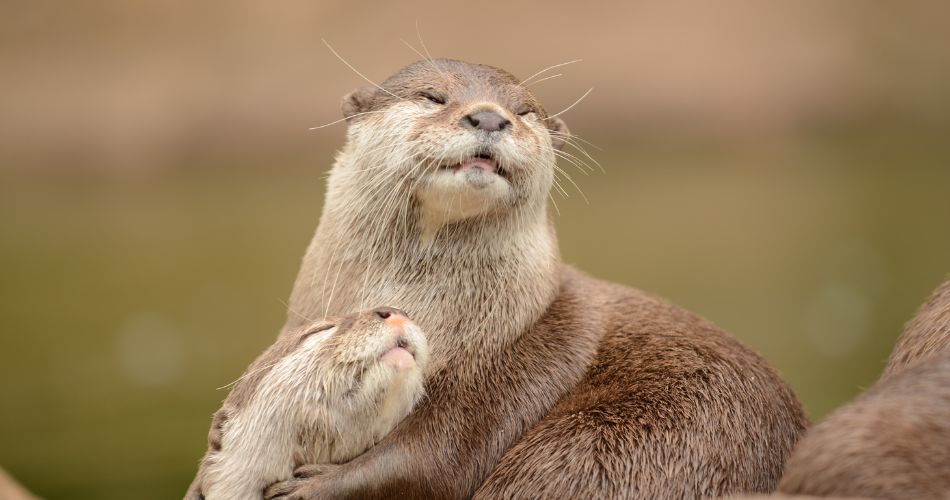 Otters