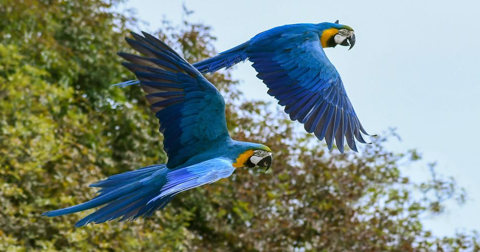 Blue Macaw Parrots Flying