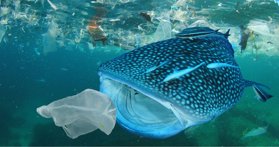 Plastic pollution in ocean