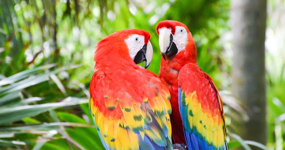 Red Macaws