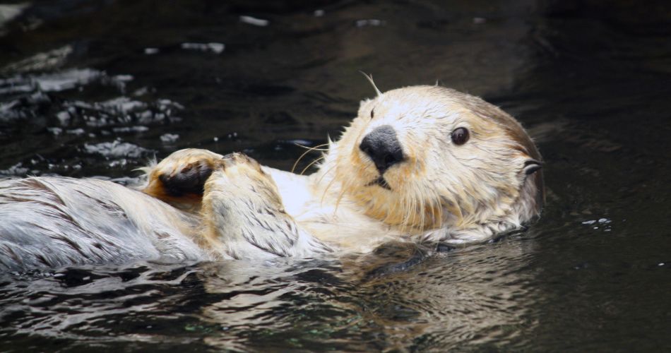 Sea Otter