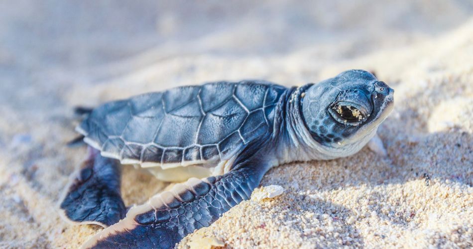 Sea turtle newborn